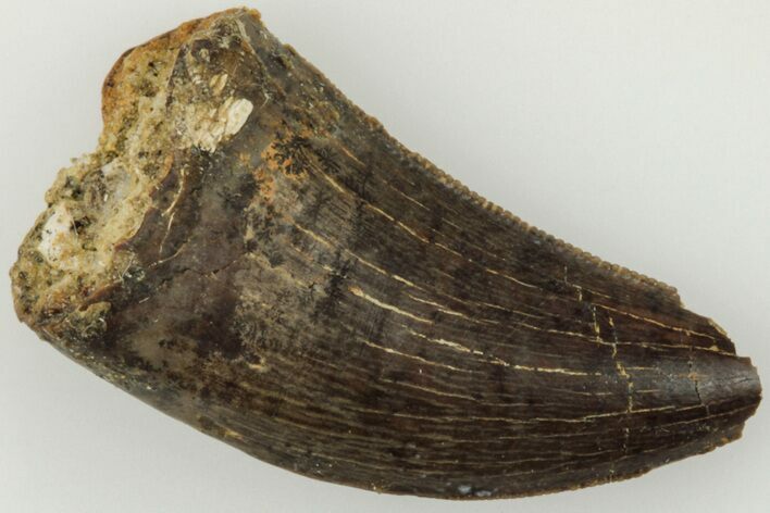 Serrated, .78" Tyrannosaur (Nanotyrannus?) Tooth - Montana